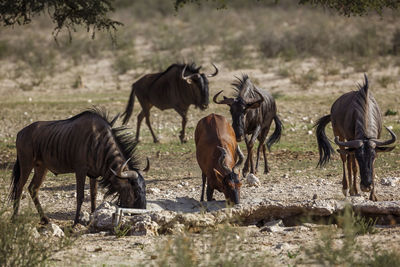 Horse grazing on field