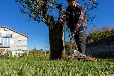 Man with a rake picking up leaves that fall from a tree