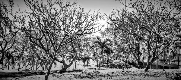 Bare trees on landscape