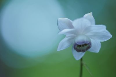 Close-up of white flower blooming outdoors
