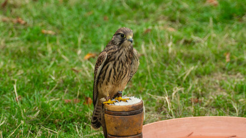 Bird perching on a field