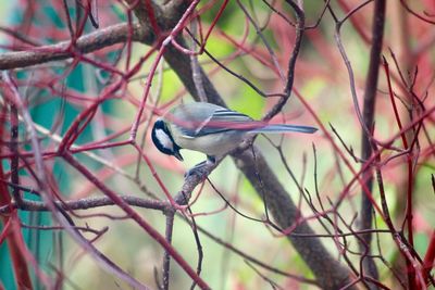 Close-up of bird perching on branch