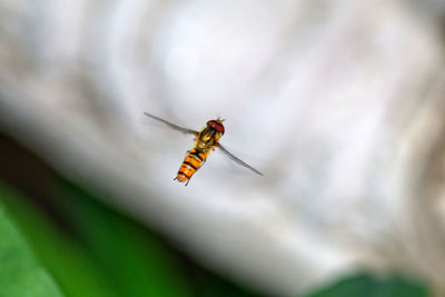 Close-up of bee