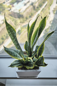 Close-up of potted plant on table