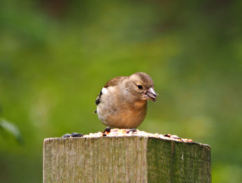 Close-up of bird perching on wooden post