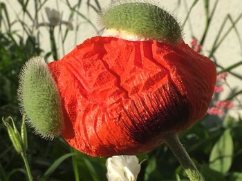 Close-up of red poppy blooming outdoors