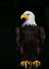 Close-up of eagle looking away while perching against black background