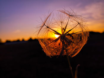 Close-up of wilted plant against sky at sunset