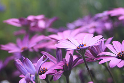 Close-up of insect on pink flowering plant