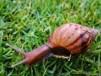 Close-up of snail on grass