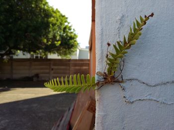 Close-up of potted plant