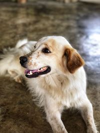 Close-up of dog looking away on field