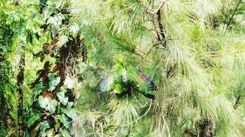 High angle view of flowering plants on land