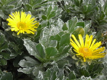 Close-up of yellow sunflower blooming outdoors