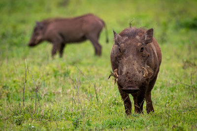 Wild boars on grassy field