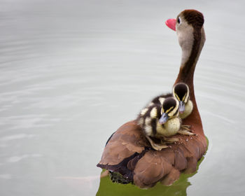 View of duck swimming in lake