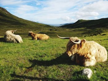 Cows on field against sky