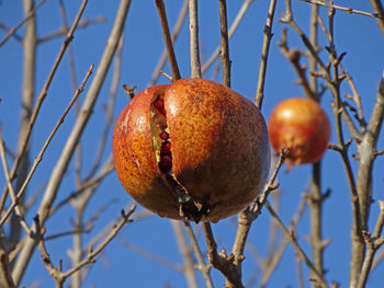 Close-up of fruit on tree against sky