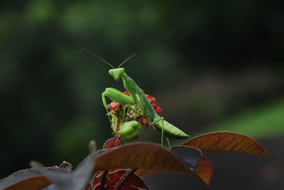 Close-up of insect on leaves