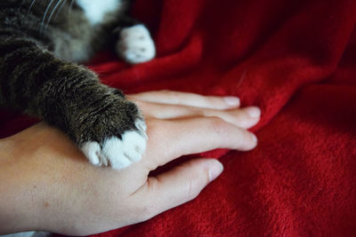 Cat touching cropped hand of person on red fabric