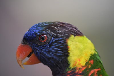 Close-up of parrot