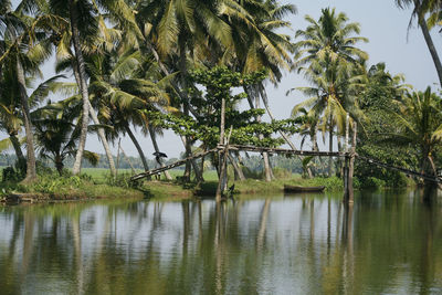 Palm trees by lake against sky