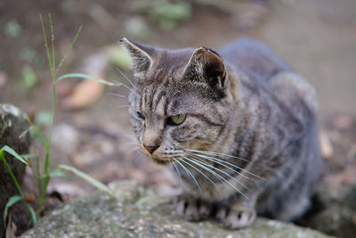 Close-up portrait of cat