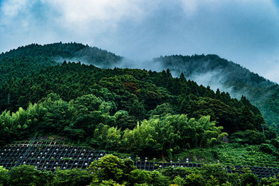 Scenic view of forest against sky