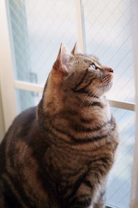 Close-up of cat looking away