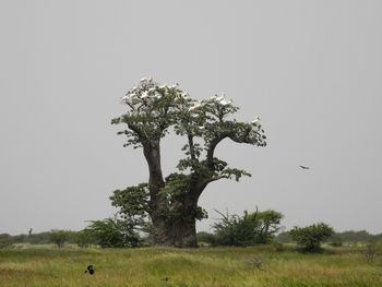 Trees on grassy field