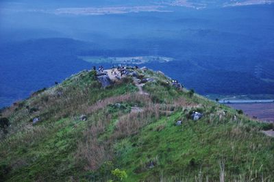 High angle view of sheep on land