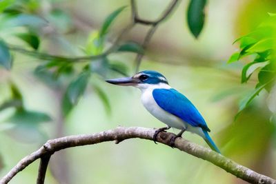 Close-up of bird perching on branch