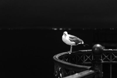 Seagull perching on a metal