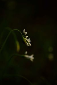 Close-up of flower blooming outdoors