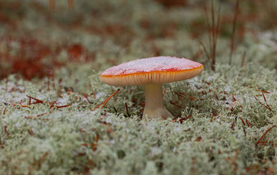 Close-up of frozen amanita mushroom growing on field