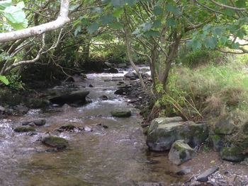 River flowing through forest