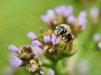 Close-up of bee pollinating on purple flower 