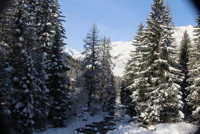 Snow covered pine trees in forest during winter