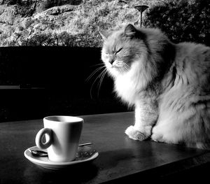 Cat sitting on table