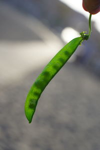 Close-up of green leaf on plant