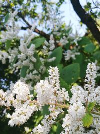 Close-up of white flowers