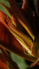 Close-up of flowers