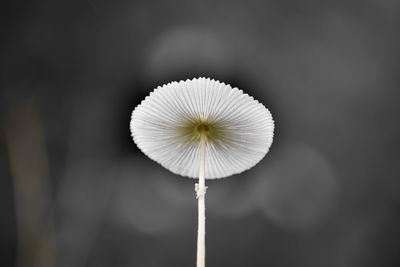 Close-up of white dandelion flower