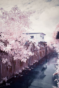 Cherry blossom by buildings against sky