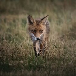 Fox running on field