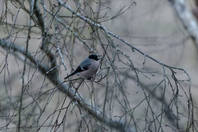 Bird perching on branch during winter