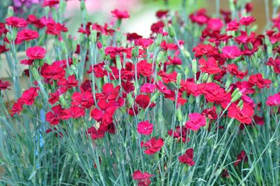 Close-up of red flowering plants on field