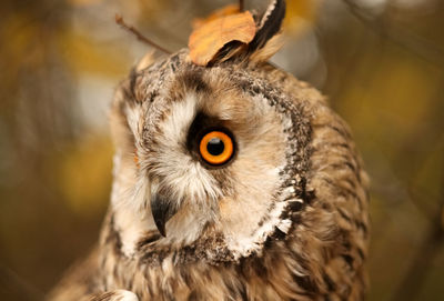 Close-up portrait of owl