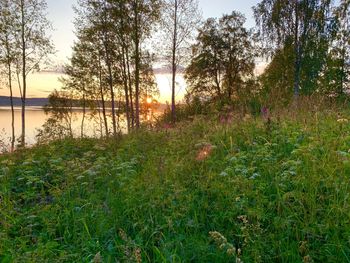 Scenic view of lake against trees in forest