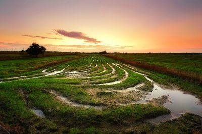 Scenic view of agricultural field against sky during sunset